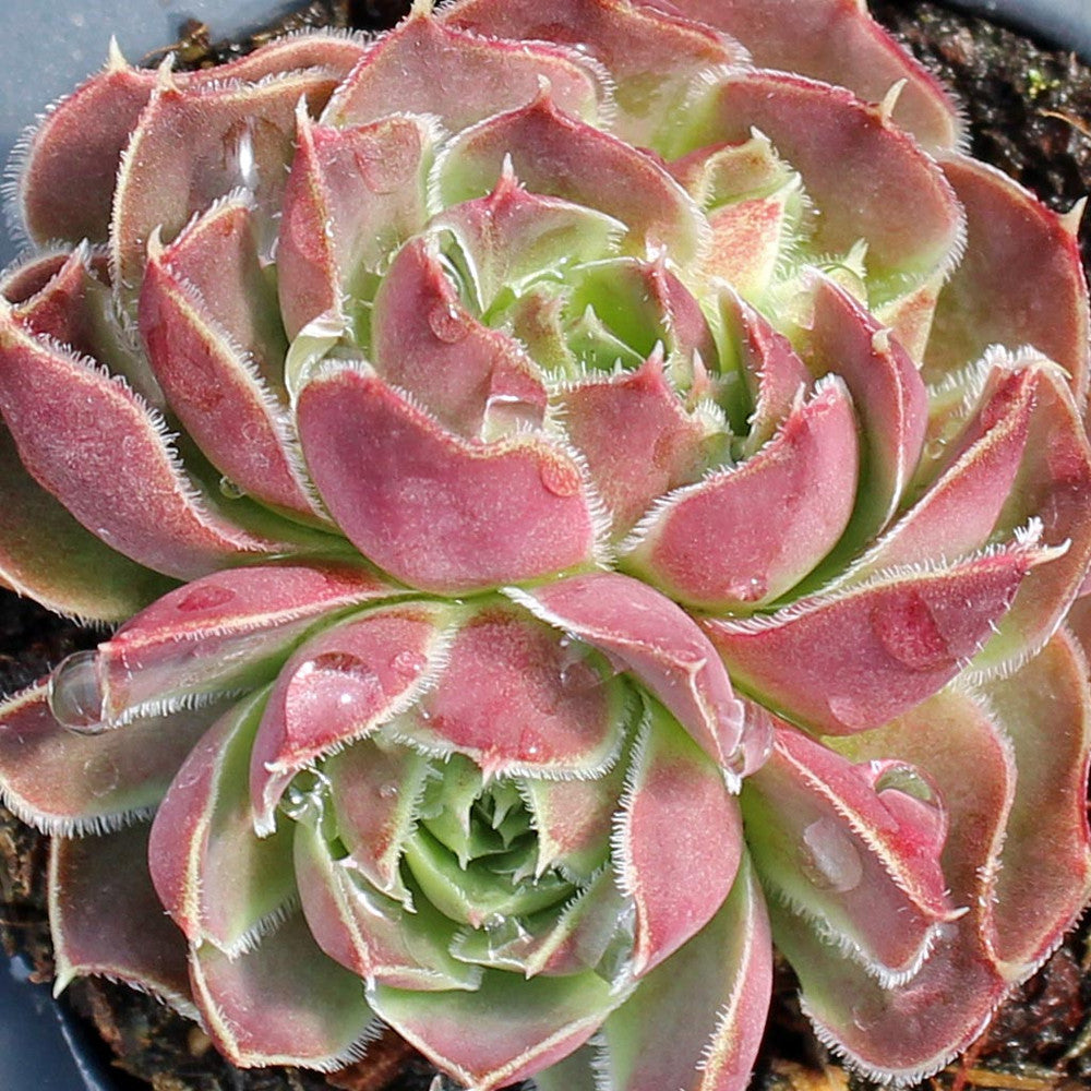 Sempervivum heuffelii 'Pink Skies'