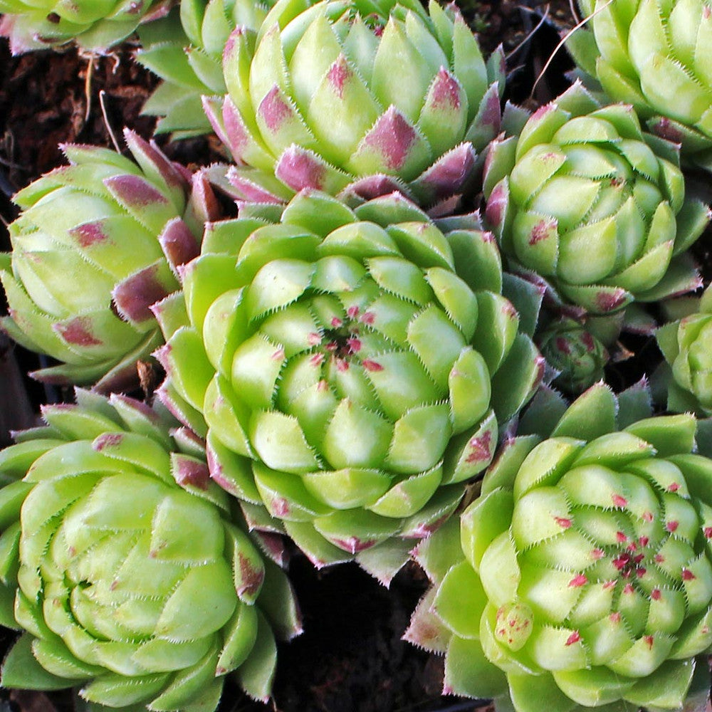 Sempervivum globiferum ssp. hirtum 'Borealis'