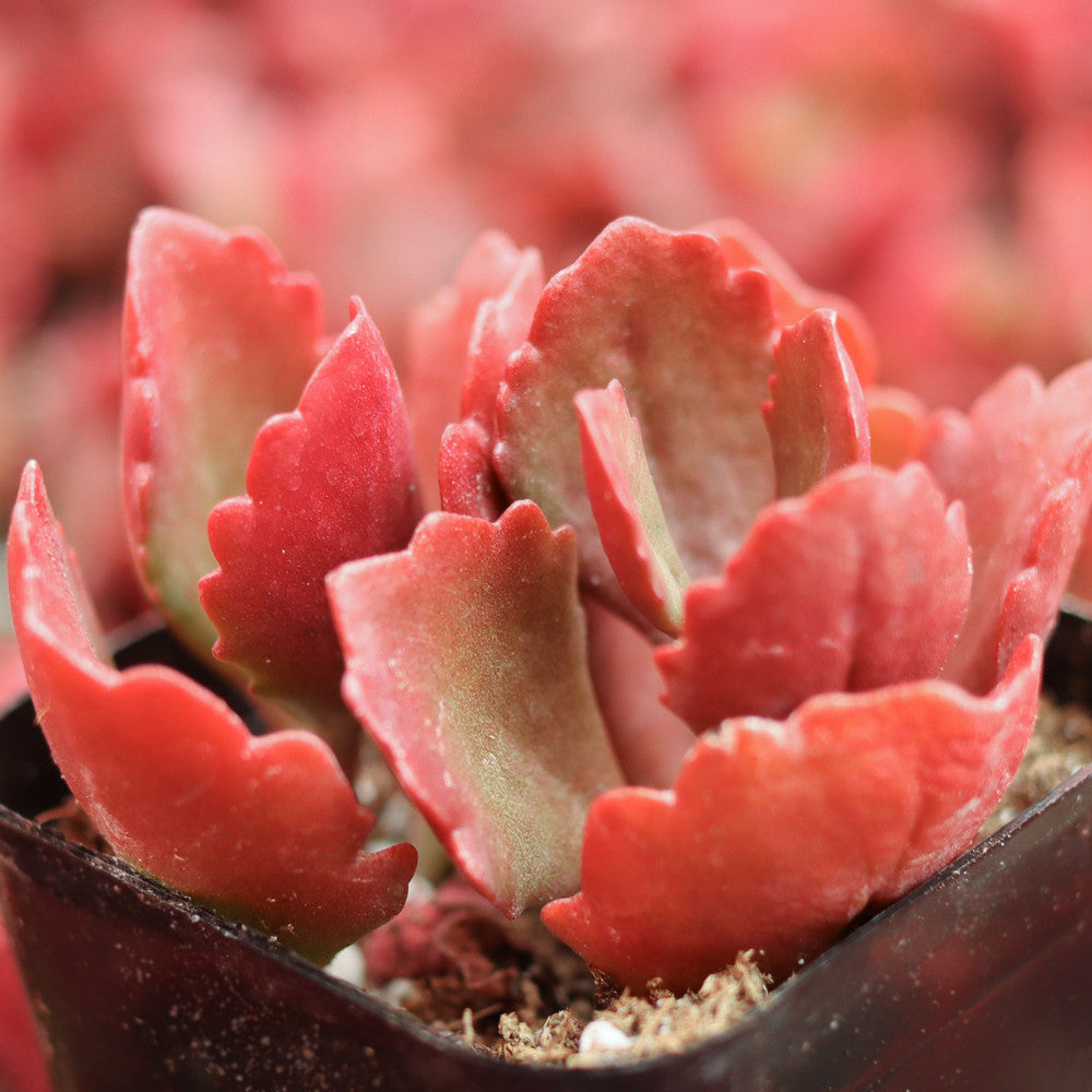 Kalanchoe sexangularis - Red-Leaved Kalanchoe