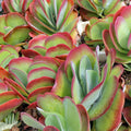 Kalanchoe luciae - Paddle Plant (Flapjacks)