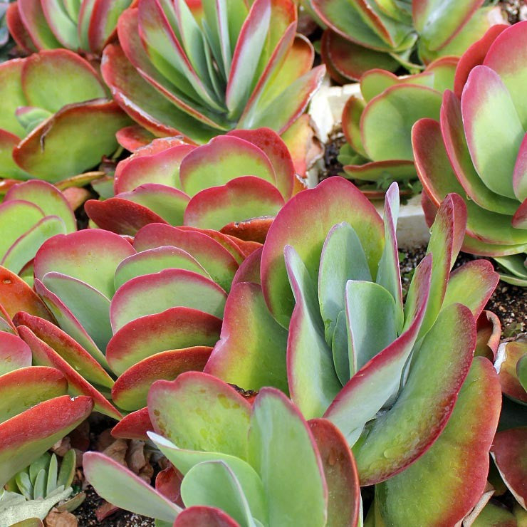 Kalanchoe luciae - Paddle Plant (Flapjacks)
