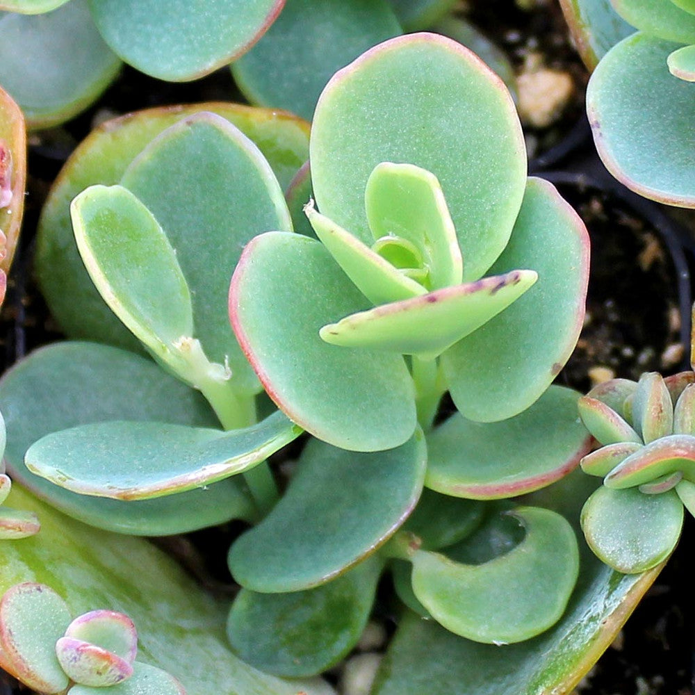 Kalanchoe marnieriana - Marnier's Kalanchoe