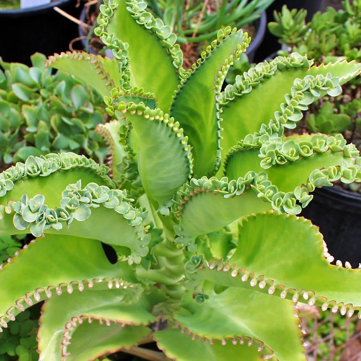 Kalanchoe laetivirens - Mother of Thousands