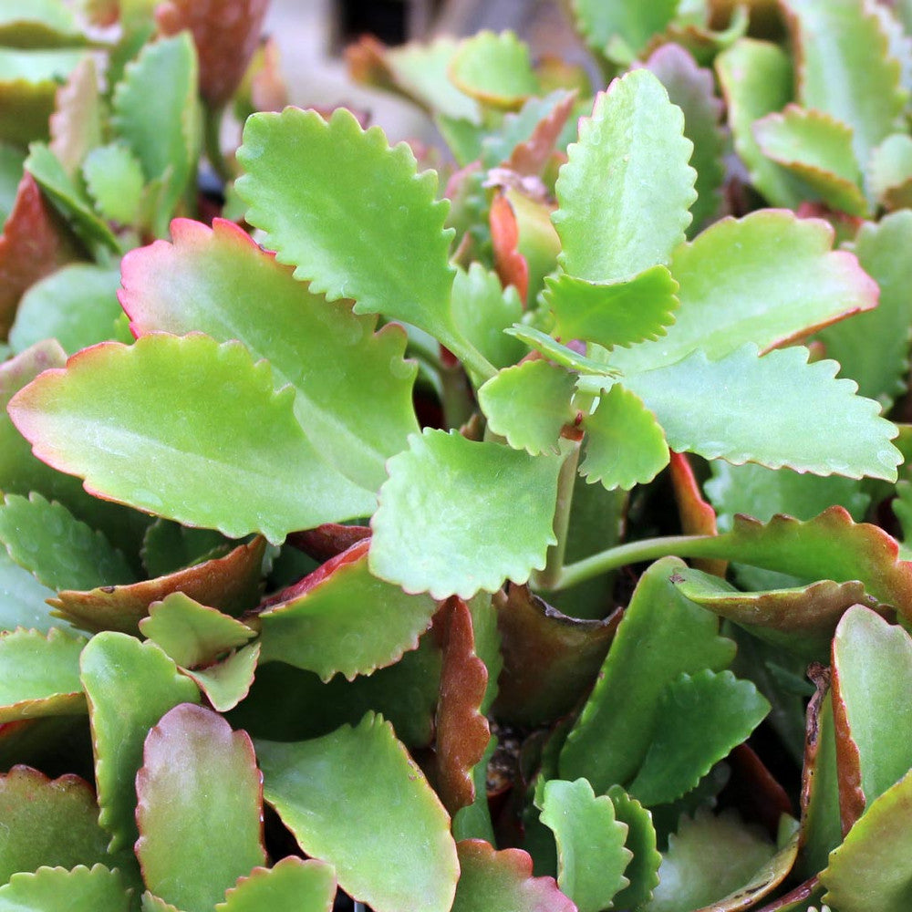 Kalanchoe sexangularis - Red-Leaved Kalanchoe