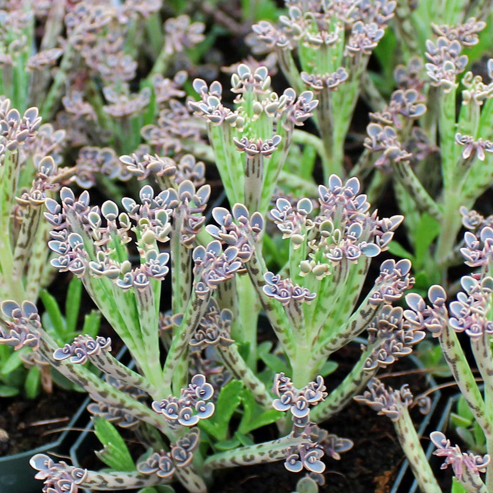 Kalanchoe delagoensis - Chandelier Plant, Mother of Millions