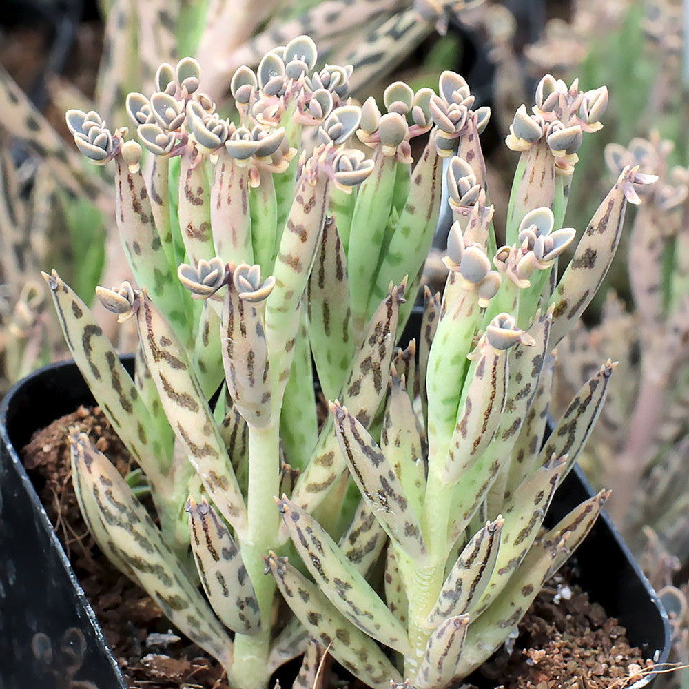 Kalanchoe delagoensis - Chandelier Plant, Mother of Millions