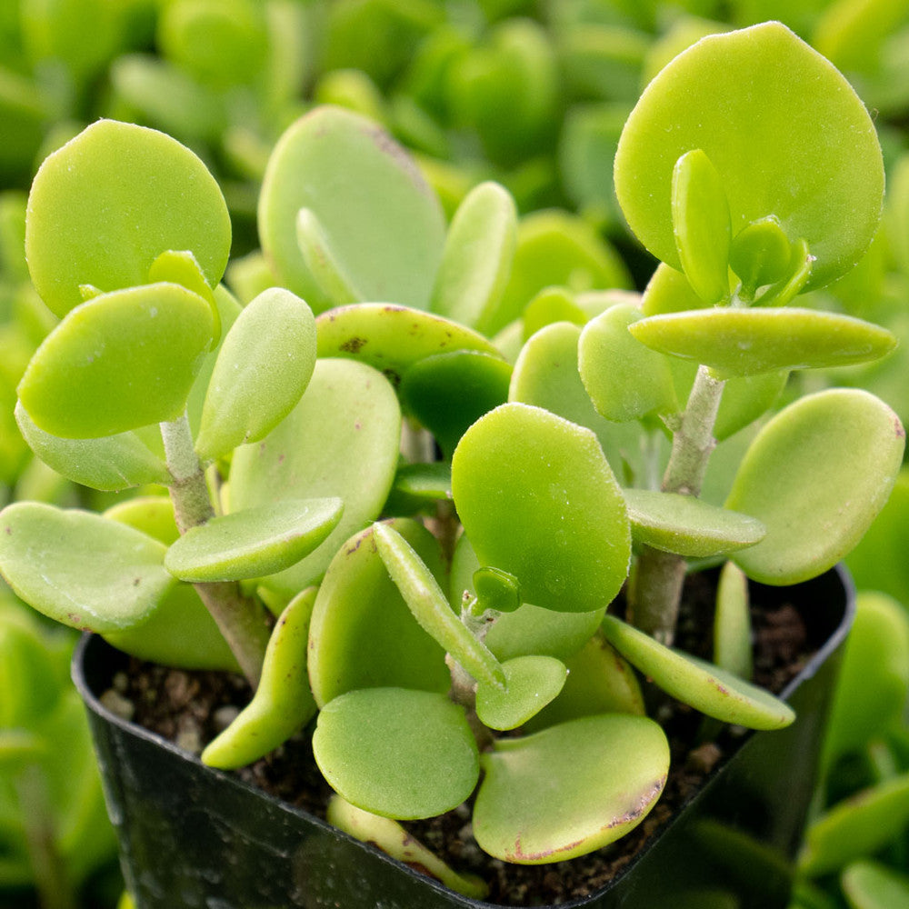 Kalanchoe hildebrandtii var. glabra