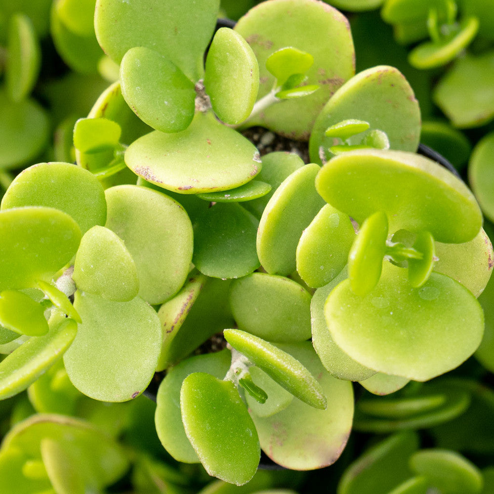 Kalanchoe hildebrandtii var. glabra