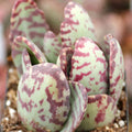 Kalanchoe humilis - Desert Surprise