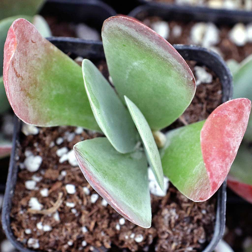 Kalanchoe luciae - Paddle Plant (Flapjacks)