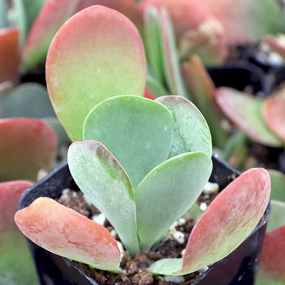 Kalanchoe luciae - Paddle Plant (Flapjacks)