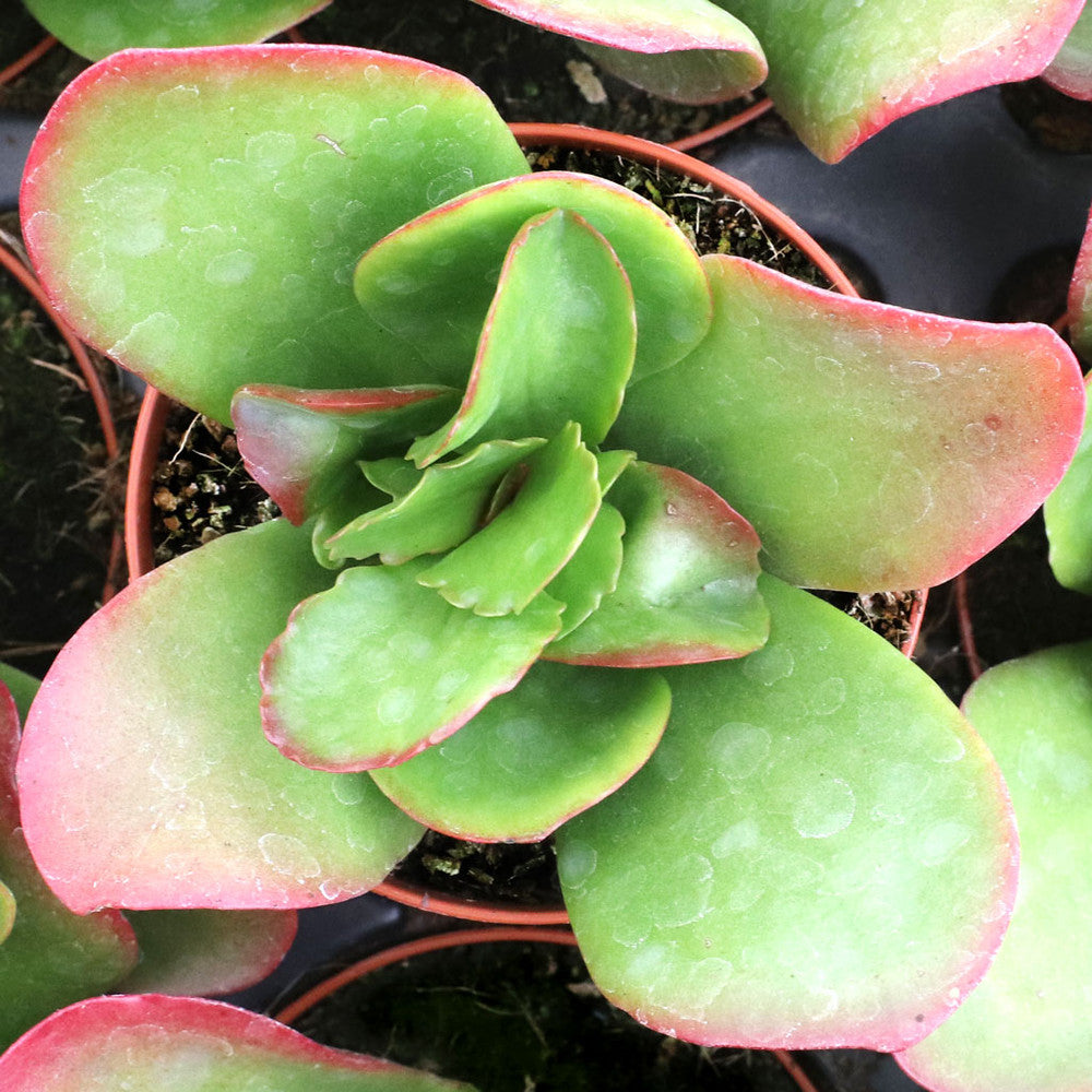 Kalanchoe 'Vivien' [large]