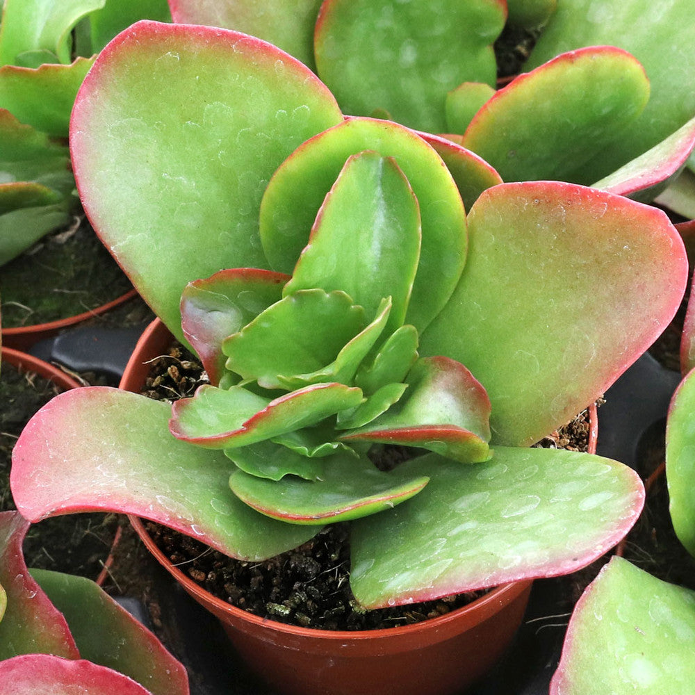 Kalanchoe 'Vivien' [large]