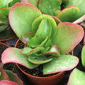 Kalanchoe 'Vivien' [large]