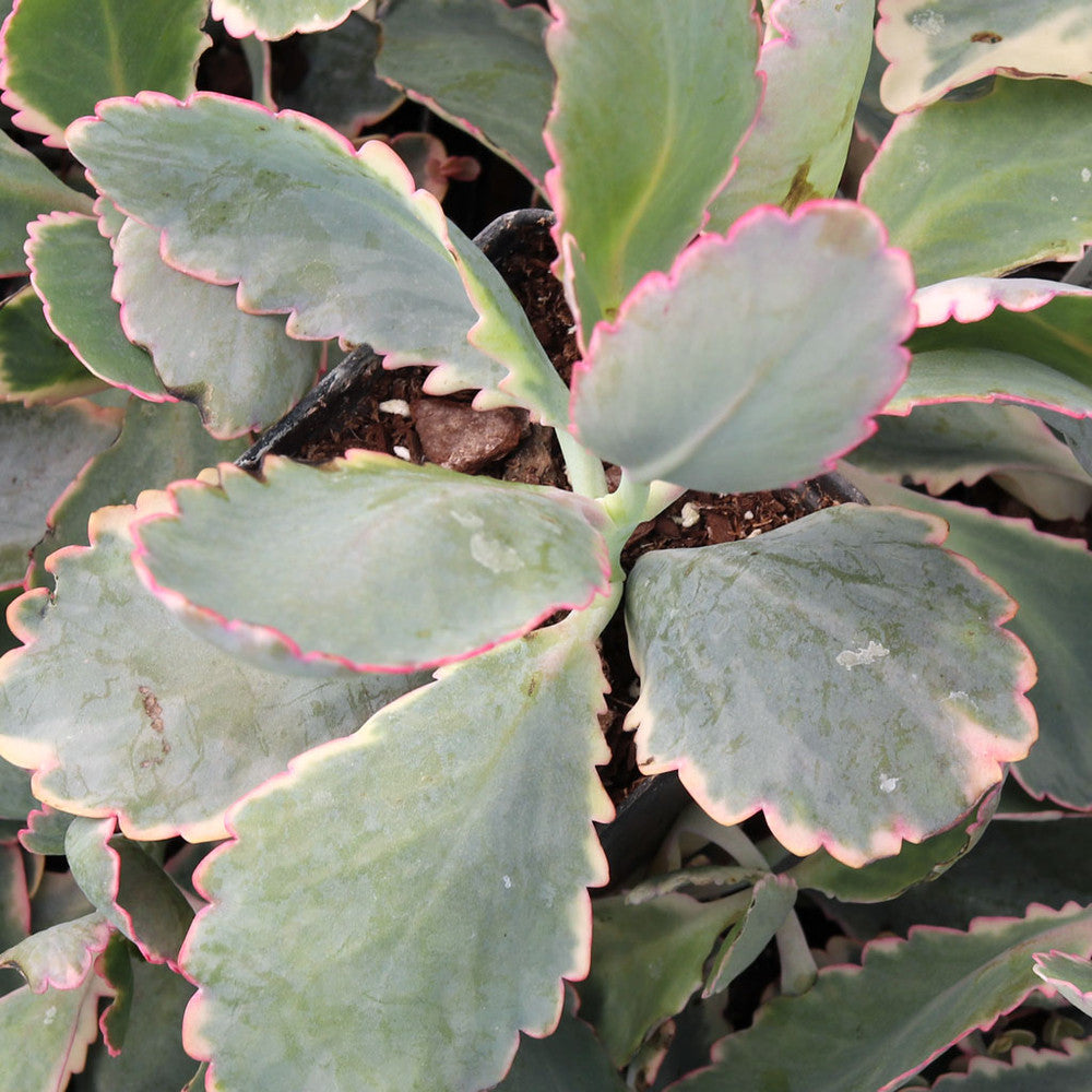 Kalanchoe fedtschenkoi - Lavender Scallops