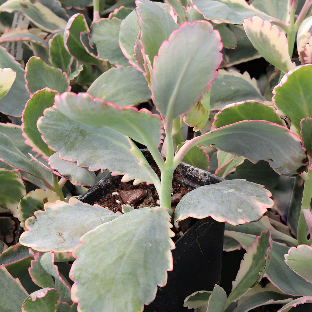Kalanchoe fedtschenkoi - Lavender Scallops