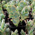 Kalanchoe marnieriana - Marnier's Kalanchoe