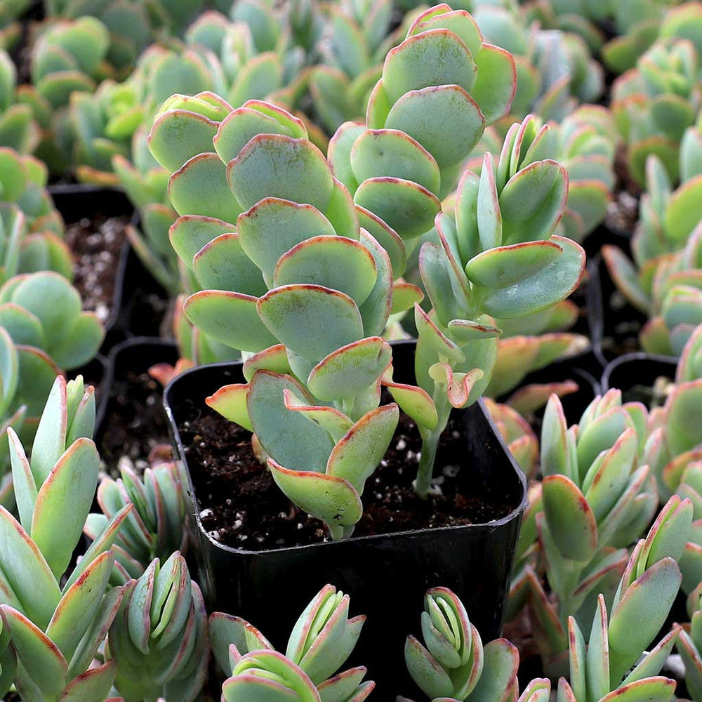 Kalanchoe marnieriana - Marnier's Kalanchoe
