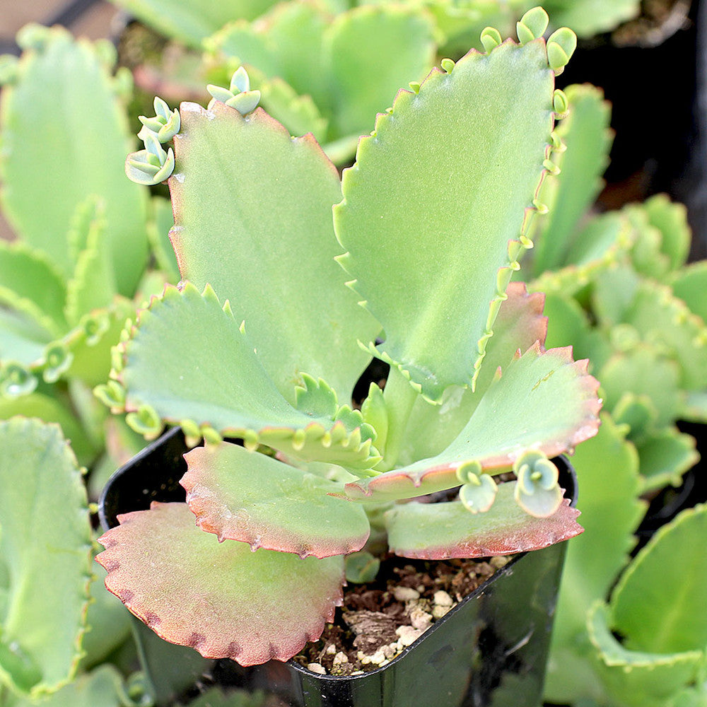 Kalanchoe laetivirens - Mother of Thousands