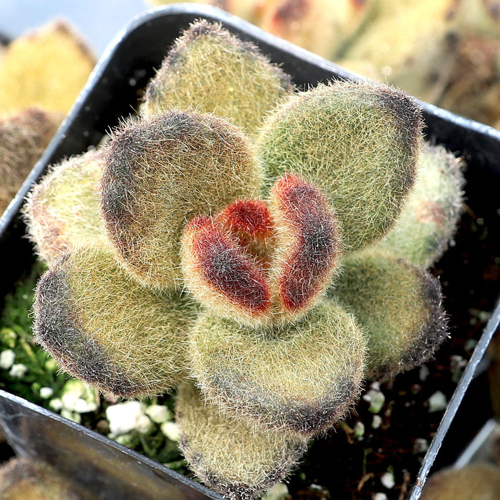 Kalanchoe tomentosa 'Teddy Bear'