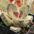 Kalanchoe tomentosa 'Teddy Bear'
