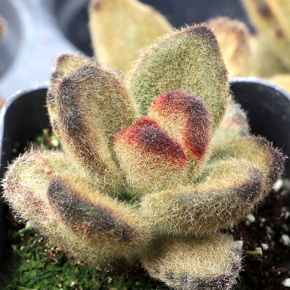 Kalanchoe tomentosa 'Teddy Bear'