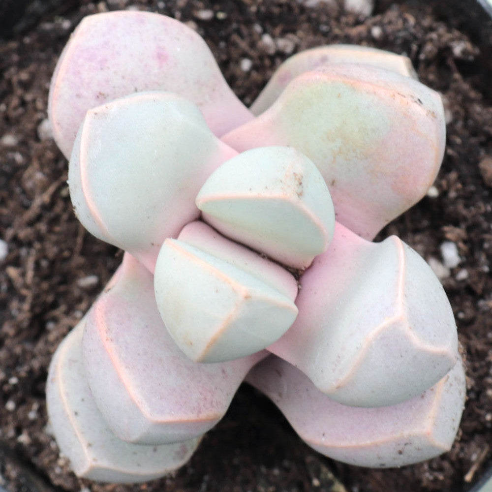 Lapidaria margaretae - Karoo Rose