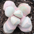 Lapidaria margaretae - Karoo Rose