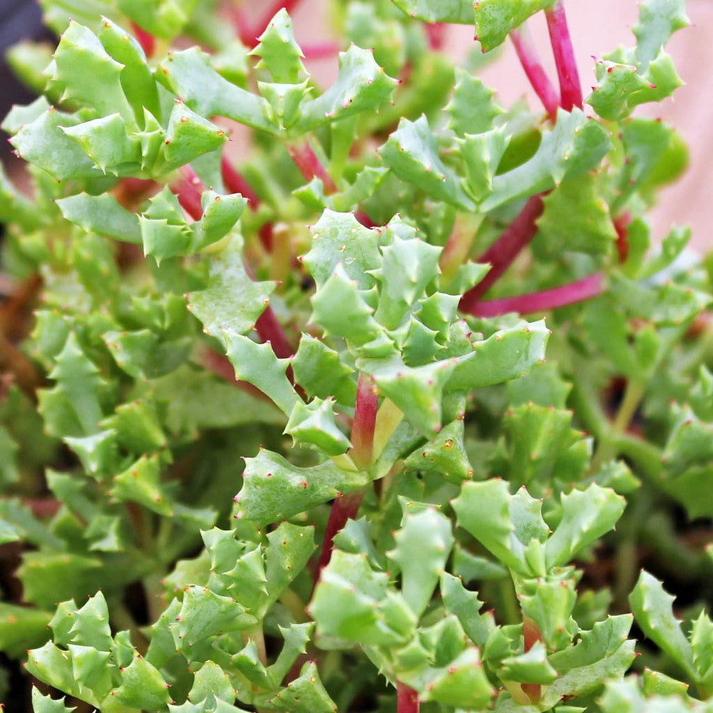 Oscularia deltoides - Pink Vygie