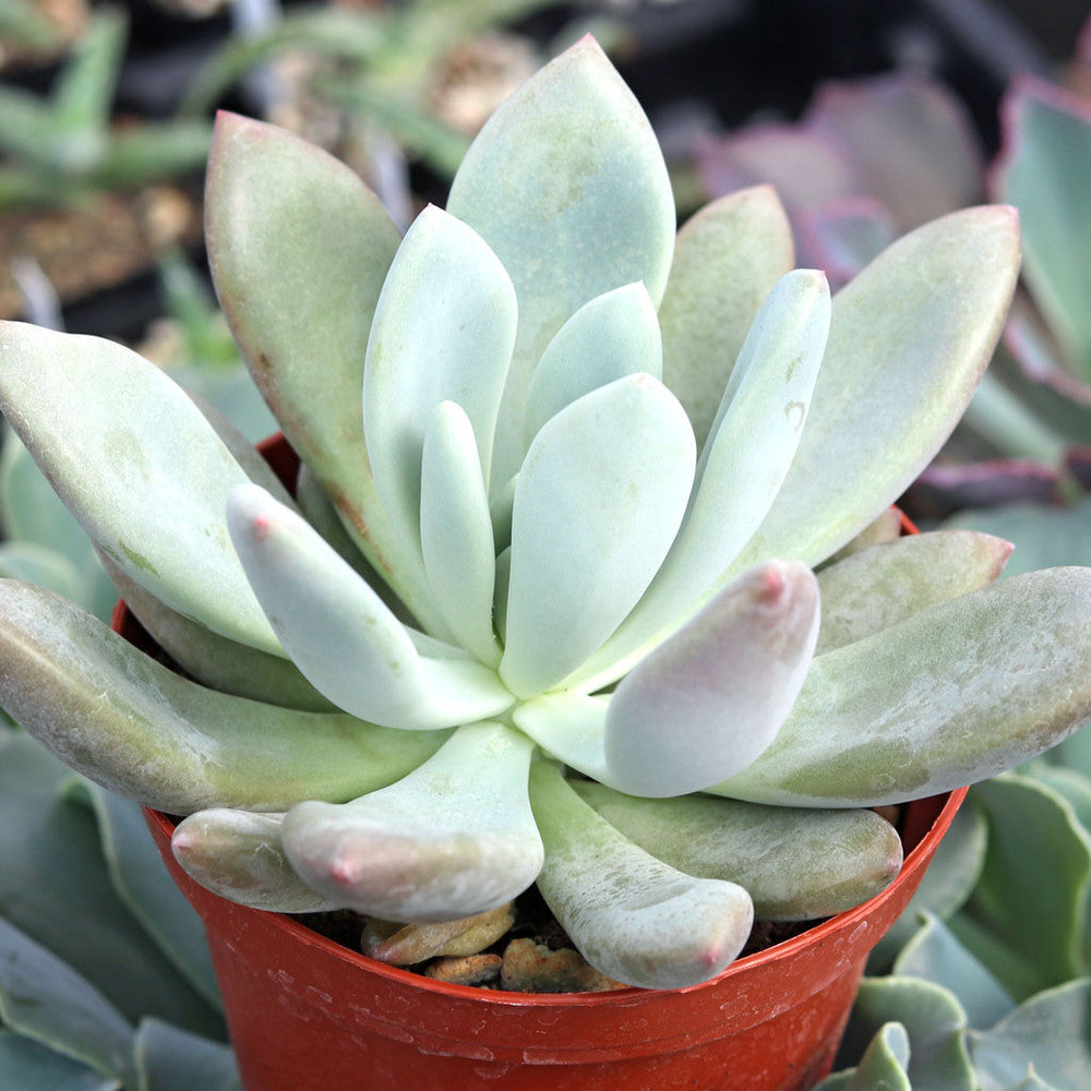 Graptoveria 'Opalina' [large]