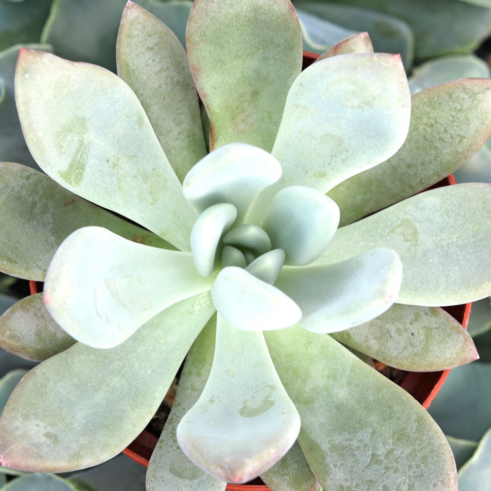 Graptoveria 'Opalina' [large]