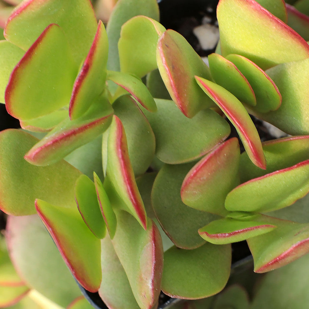Crassula pubescens ssp. radicans - Large Red Carpet Stonecrop