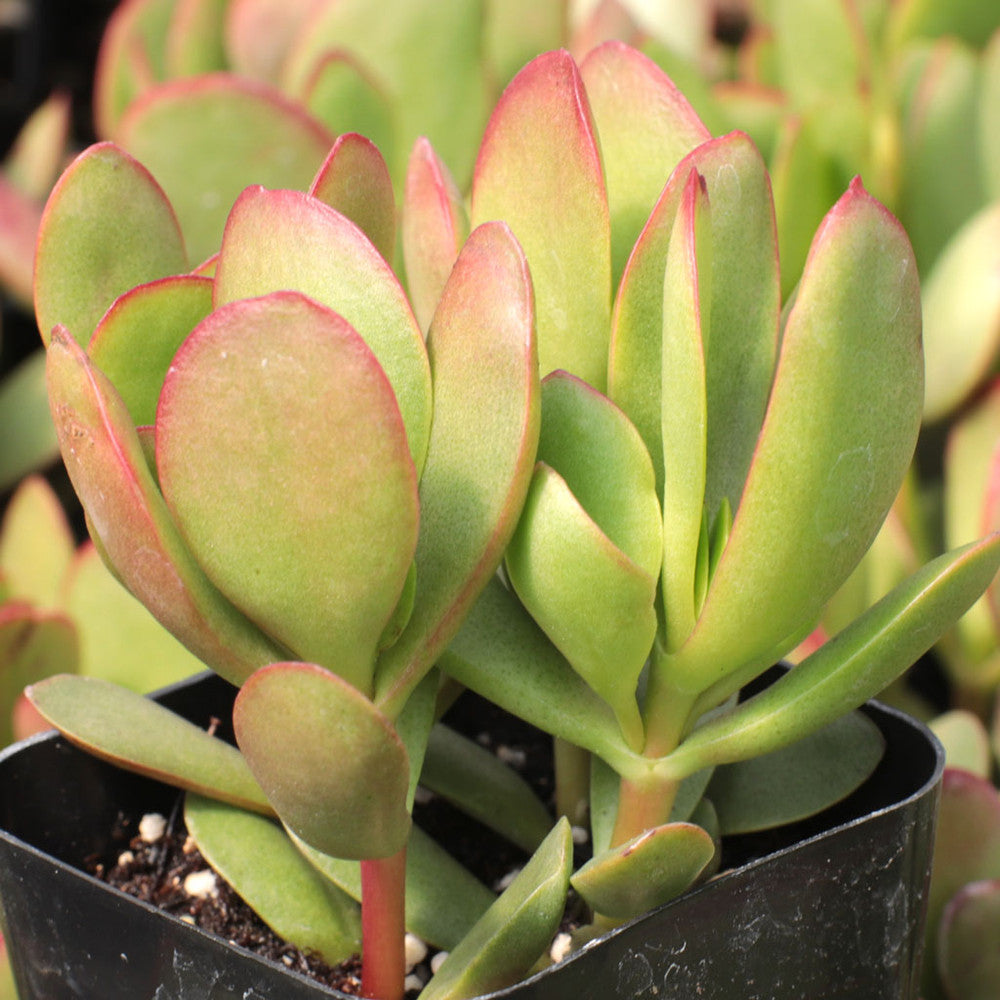 Crassula pubescens ssp. radicans - Large Red Carpet Stonecrop