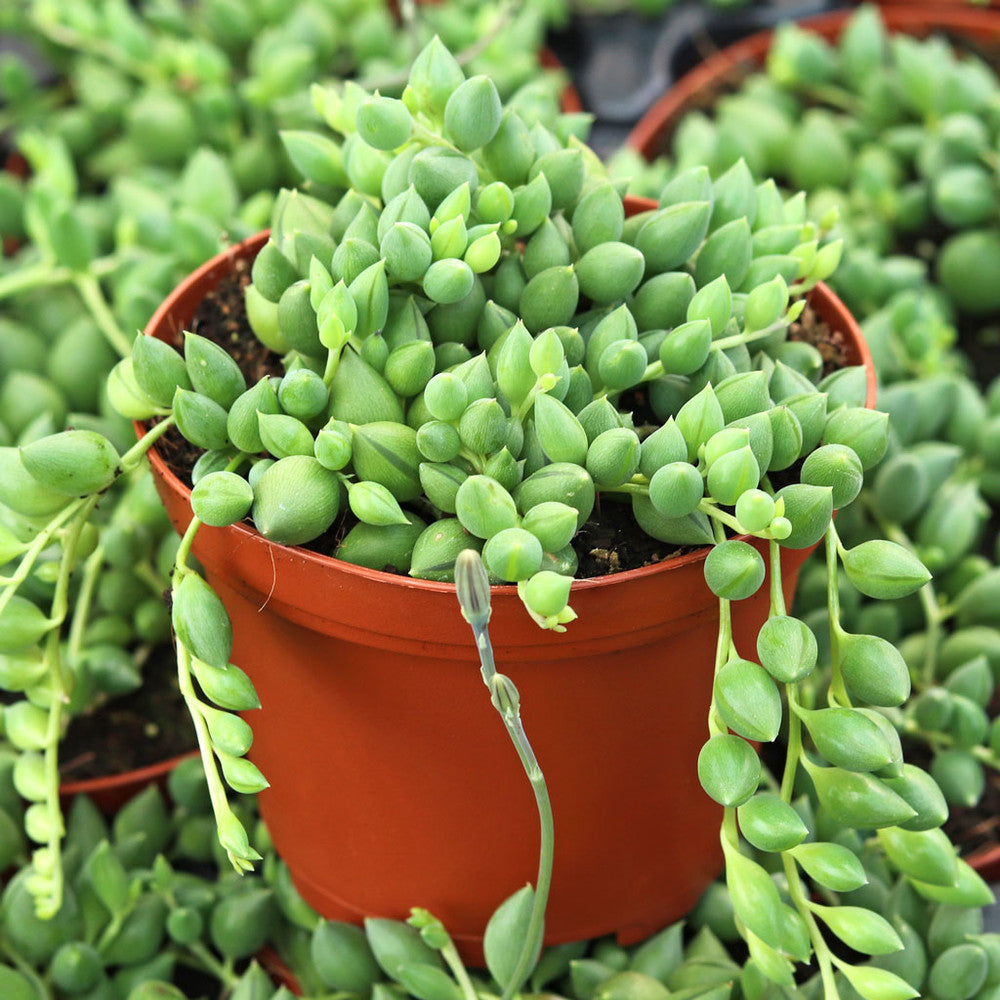 Senecio herreanus - String of Tears [large]