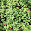 Senecio herreanus - String of Tears [large]
