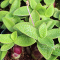 Ledebouria pauciflora - Green Squill