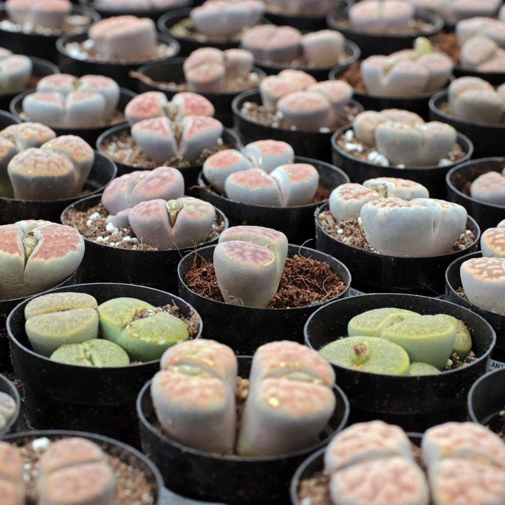 Lithops - Living Stones [limited]