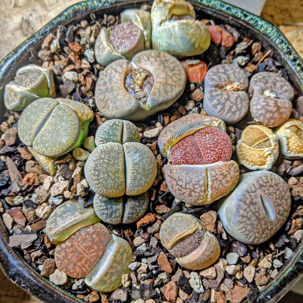 Lithops - Living Stones [limited]