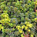 Cremnosedum 'Little Gem' [large]