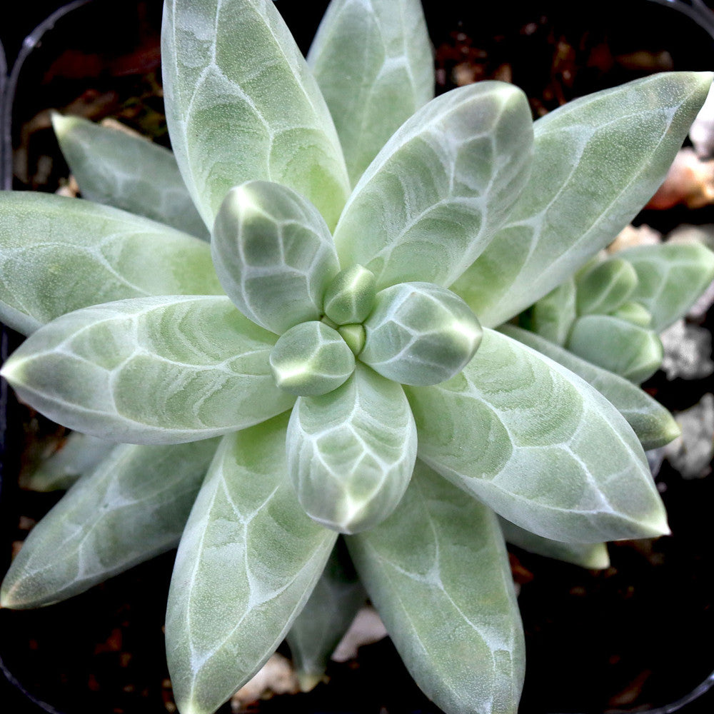 Pachyphytum compactum - Little Jewel