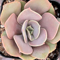 Echeveria 'Lolita'