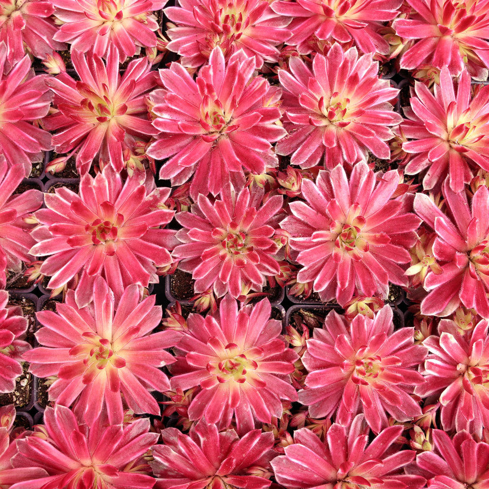 Chick Charms® Lotus Blossom™