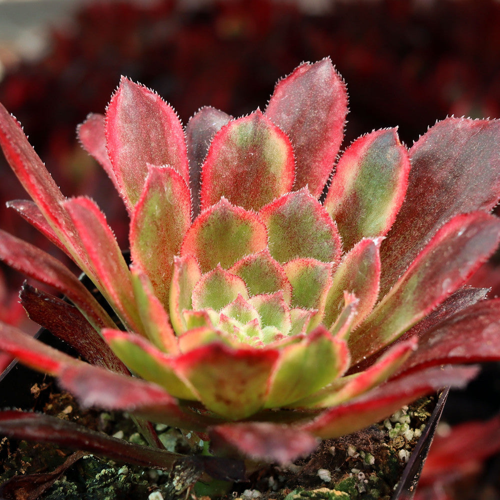 Aeonium 'Venus'