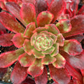 Aeonium 'Venus'