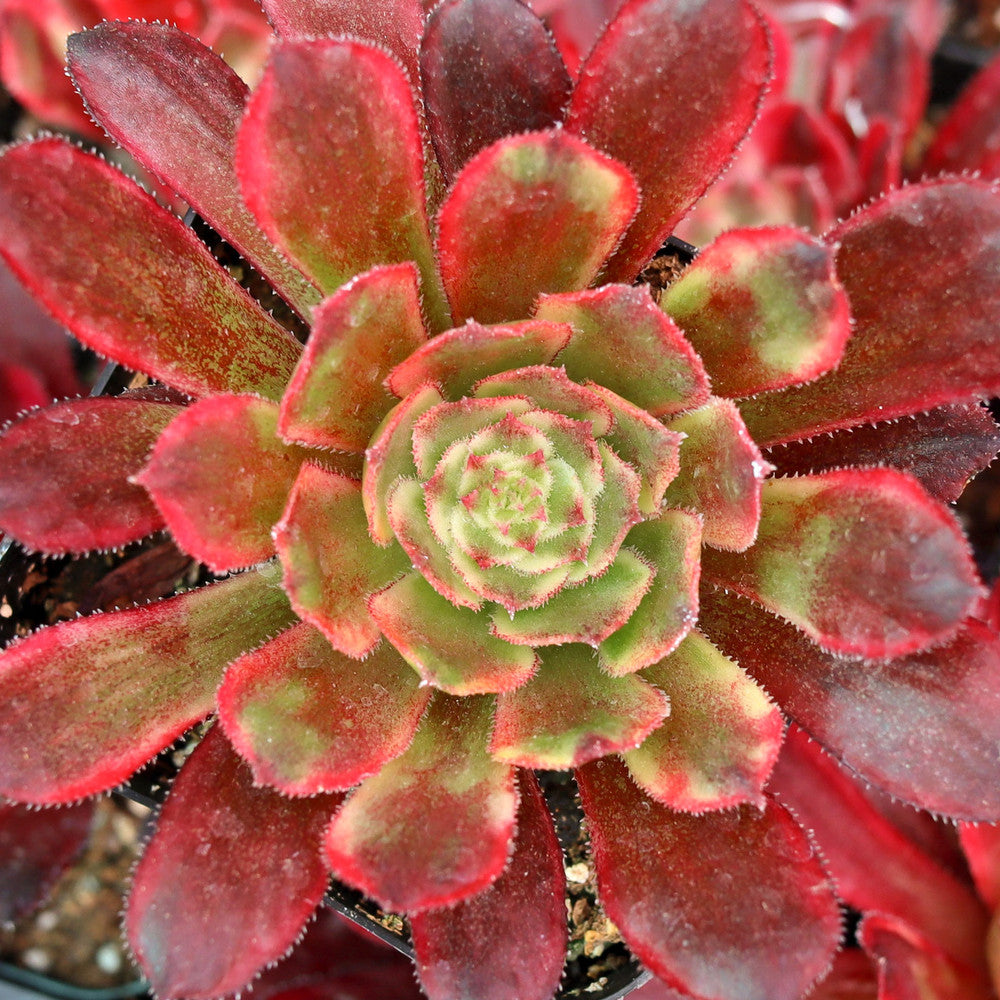 Aeonium 'Venus'