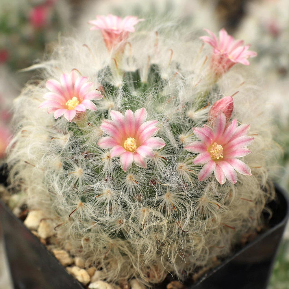 Mammillaria bocasana - Powder Puff Cactus [large]