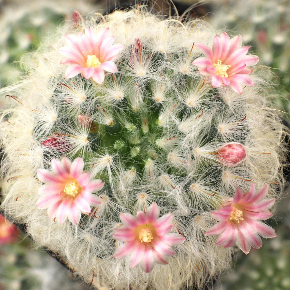 Mammillaria bocasana - Powder Puff Cactus [large]