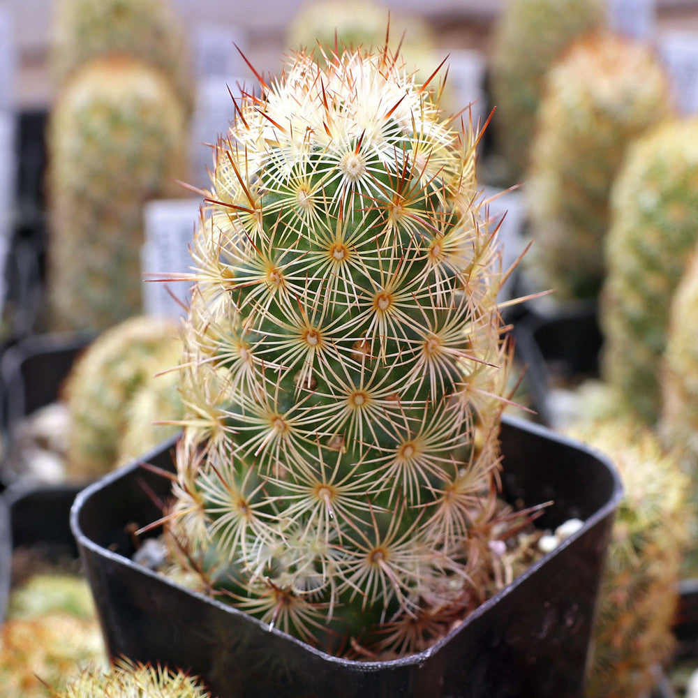Mammillaria elongata - Ladyfinger Cactus