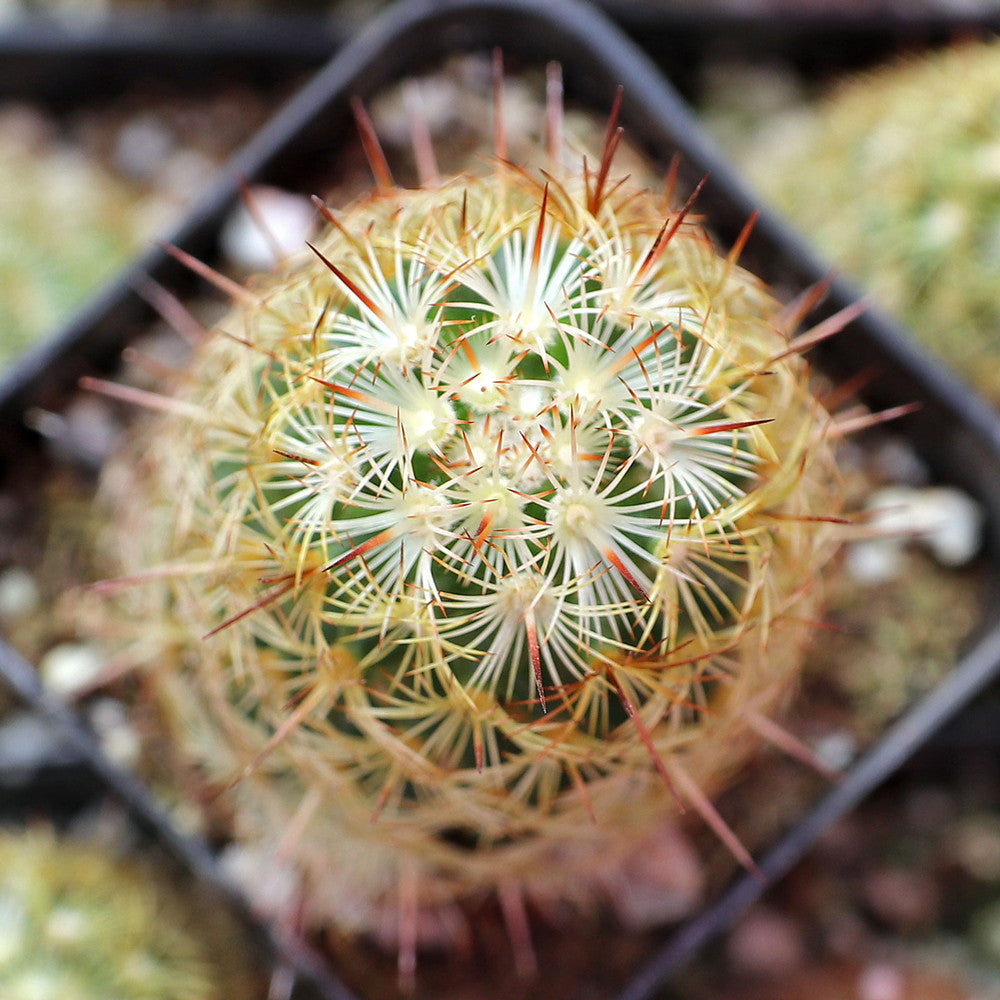 Mammillaria elongata - Ladyfinger Cactus