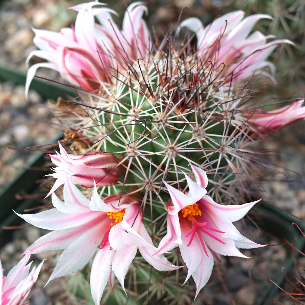 Mammillaria fraileana [large] [bare root]